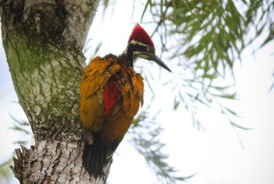 Private 2 Days 1 Night Kotagiri Birding Photo Travel