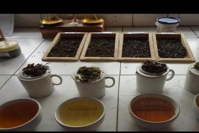An Excursion into the World of the famous Darjeeling Tea