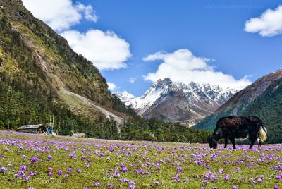 Gangtok + Lachung + Pelling + Darjeeling (09 Ninghts /10 Days)