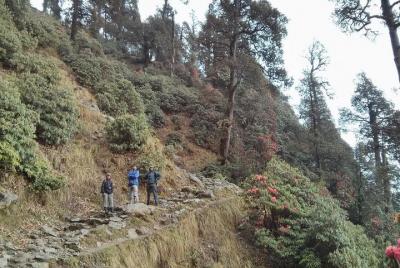 Nature Trekking Near Dharamshala With Lunch Nature Trekking Near Dharamshala With Lunch