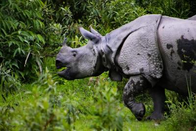 Kaziranga Wildlife Tour From Guwahati