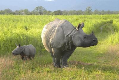 8-Day Private Tour Orang National Park and Tribal Culture Tour