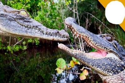 Full-Day Tour to Gharial Eco Park in Morena from Gwalior Full-Day Tour to Gharial Eco Park in Morena from Gwalior