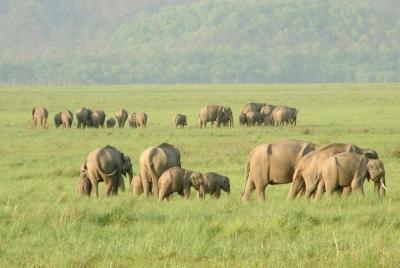 Haridwar or Rishikesh to Rajaji National Park Haridwar or Rishikesh to Rajaji National Park