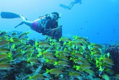 Discover Scuba Dive (Shore)