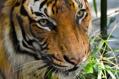 Wild Life Sanctuary and Safari at Srisailam : India's Largest and Youngest !!!