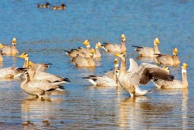 Day Trip To Sariska From Jaipur - A Private Car Tour Day Trip To Sariska From Jaipur - A Private Car Tour