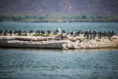 Bird Watching at Jal Mahal Bird Watching at Jal Mahal