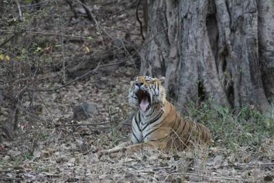 Private Full Day Trip to Ranthambore