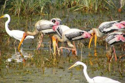 Day Tour from Jaipur Bird Watching in Keoladeo National Park (Bharatpur)  Day Tour from Jaipur Bird Watching in Keoladeo National Park (Bharatpur)
