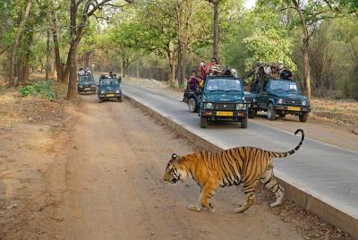 Private Full-Day Ranthambore National Park Safari from Jaipur Private Full-Day Ranthambore National Park Safari from Jaipur