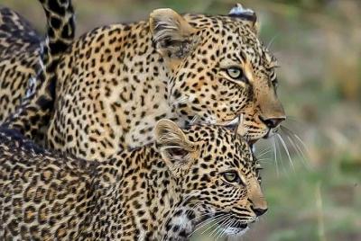 Leopard Safari in 4x4 Vehicle in Jhalana Safari Park Including Pick Up and Drop