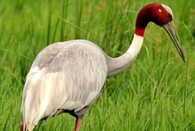 Day Trip to Keoladeo National Park from Jaipur With Transfer to Agra Day Trip to Keoladeo National Park from Jaipur With Transfer to Agra
