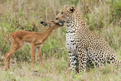 Jhalana Safari Park Leopard- One Jungle Jeep Safari And One Night Stay In Hotel