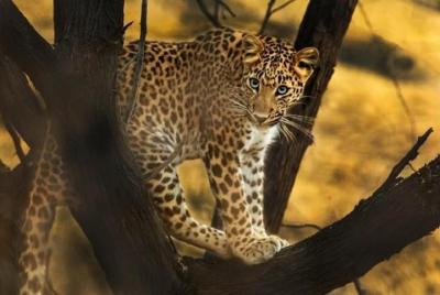 Private Full Day Outdoor Activities in Jaipur with Tickets Private Full Day Outdoor Activities in Jaipur with Tickets