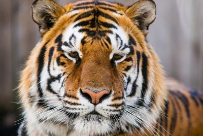 Day Trip to Ranthambore Tiger Safari from Jaipur