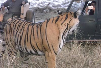 Ranthambhore National Park  Ranthambhore National Park