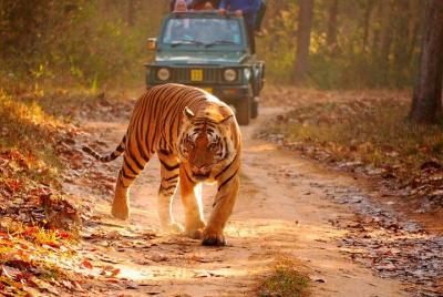 Explore Beauty of Jaipur and Ranthambore - Multi Day Tour