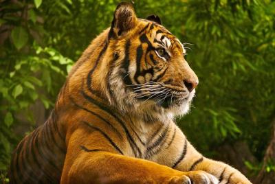 Private Tour: Overnight (2 Days) Ranthambore Tiger Safari Tour From Jaipur