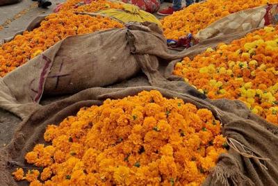 Visit Fresh Flower & Vegetable Market in the Pink City of Jaipur