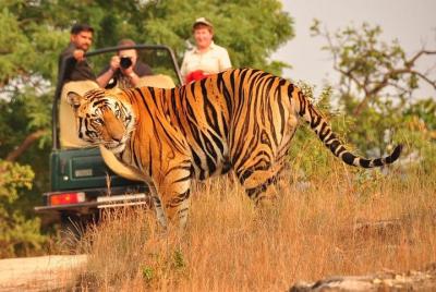 Ranthambore Tiger Safari Tickets With Optional Transfers Ranthambore Tiger Safari Tickets With Optional Transfers