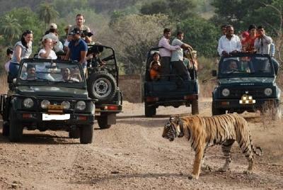 Jaipur to Ranthambore One Day Tour Jaipur to Ranthambore One Day Tour