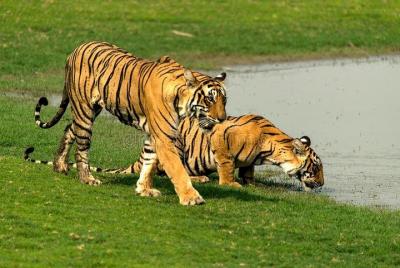Ranthambore National Park Day Tour from Jaipur Ranthambore National Park Day Tour from Jaipur