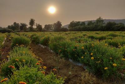 Daylong Exploration of Mahabharata Connect in a Secluded Village 