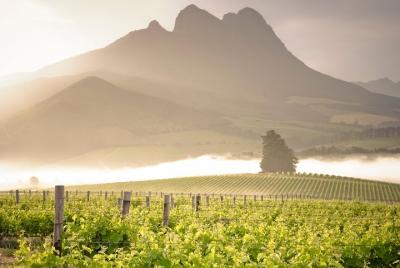 Vine Hopper: Hop-On Hop-Off Wine Tour - Northern Route Vine Hopper: Hop-On Hop-Off Wine Tour - Northern Route