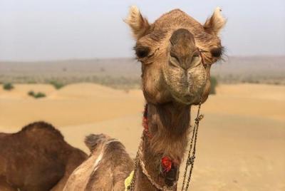 An Non Touristic Half Day Camel Safari An Non Touristic Half Day Camel Safari