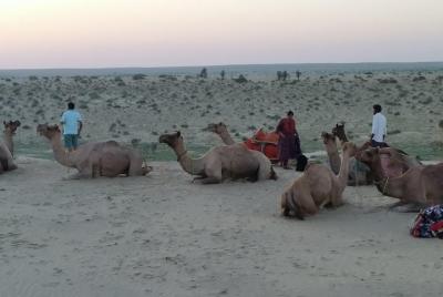 Camel Safari Camel Safari