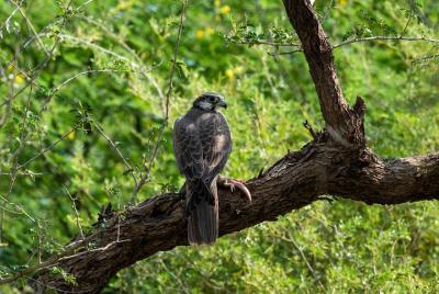 Trip to Desert National Park, Jaisalmer - A Day Trip in Private C Trip to Desert National Park, Jaisalmer - A Day Trip in Private C