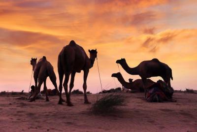 Only You & Thar Desert – Camel Safari Without Tourist Crowd Only You & Thar Desert – Camel Safari Without Tourist Crowd