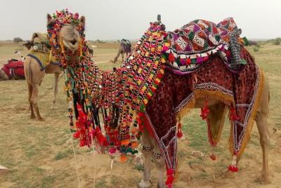Jaisalmer Camel Safari  Jaisalmer Camel Safari