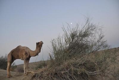 Non-Touristic Overnight Camel Safari Non-Touristic Overnight Camel Safari