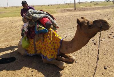 Full day Camel Safari Full day Camel Safari
