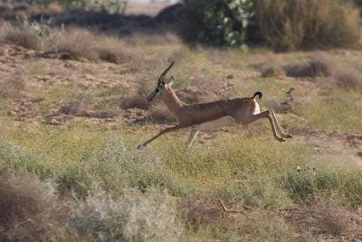 Desert National Park Flaura Fauna from Jaisalmer Desert National Park Flaura Fauna from Jaisalmer