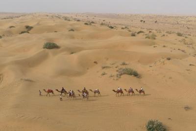 Half-Day Sunrise Camel Safari With Trotters  Half-Day Sunrise Camel Safari With Trotters