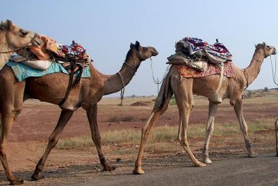 Full Day Private Tour of Adventurous Jaisalmer Full Day Private Tour of Adventurous Jaisalmer