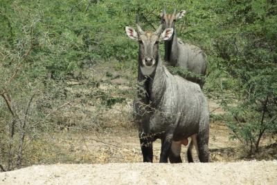 bishnoi village tour orgenization