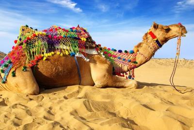 Dinner at Dunes with Camel Safari, Jodhpur Dinner at Dunes with Camel Safari, Jodhpur