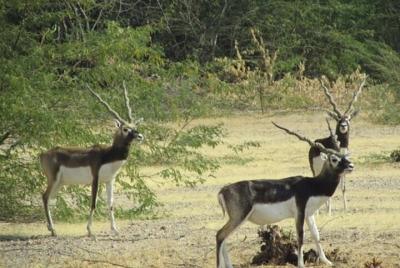 Private Tour: Village Safari Half-Day Tour In Jodhpur Private Tour: Village Safari Half-Day Tour In Jodhpur