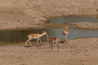 Private Half- Day Bishnoi Village Safari Day Tour In Jodhpur Private Half- Day Bishnoi Village Safari Day Tour In Jodhpur