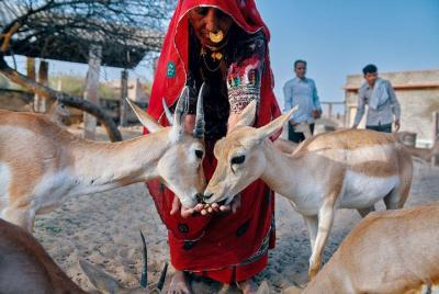 The Original - Bishnoi Safari and Village Experience