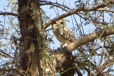 HACRA Jodhpur Desert Experience at Osian, Rajasthan.