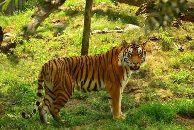 Panna Tiger Reserve Tour from Khajuraho Panna Tiger Reserve Tour from Khajuraho