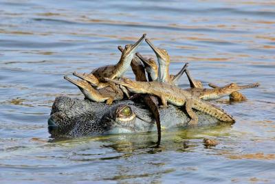 Khajuraho Temples and Ken Alligator Sanctuary Khajuraho Temples and Ken Alligator Sanctuary