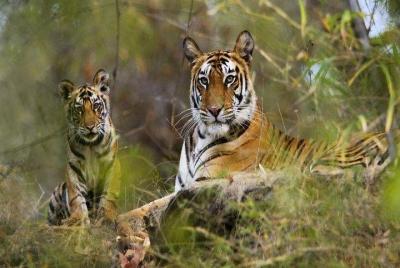 Excursion to Panna Tiger Reserve with Evening Visit of Kama Sutra Excursion to Panna Tiger Reserve with Evening Visit of Kama Sutra