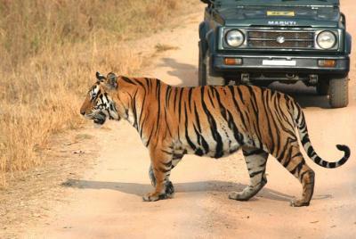 Private Tiger Safari to Panna National Park from Khajuraho Private Tiger Safari to Panna National Park from Khajuraho