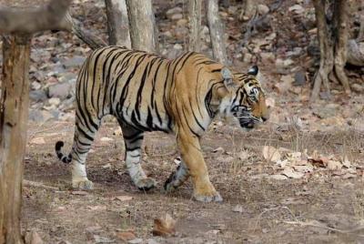 Explore Panna National Park From Khajuraho Explore Panna National Park From Khajuraho